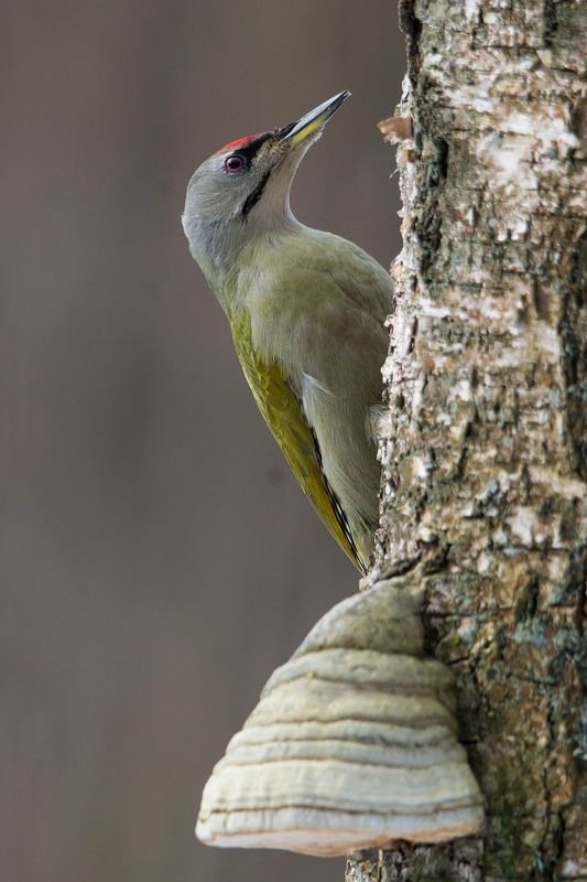 Dzięcioł zielonosiwy.photo preview