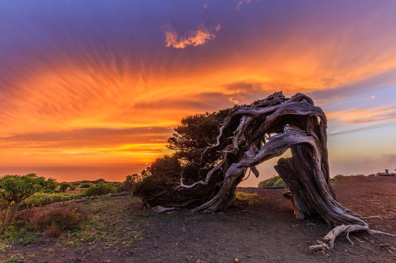 el hierro, el sabinar tree, canary island, sunset The Wild Juniper Tree in El Hierrophoto preview