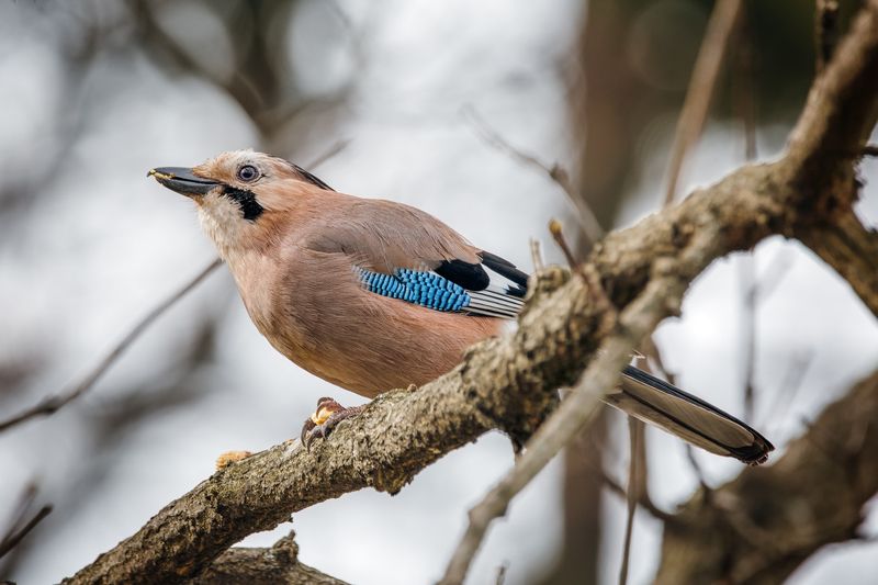 Завтрак тёти Сойкиphoto preview