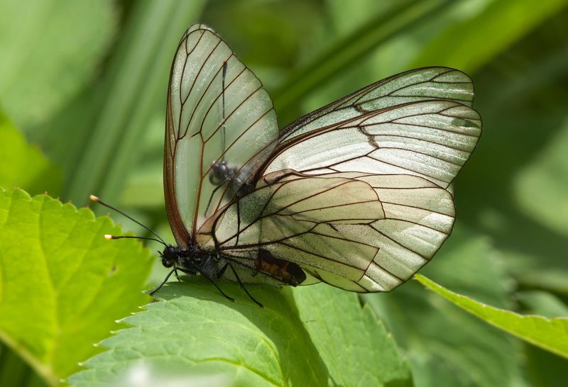 Прозрачный намёкphoto preview