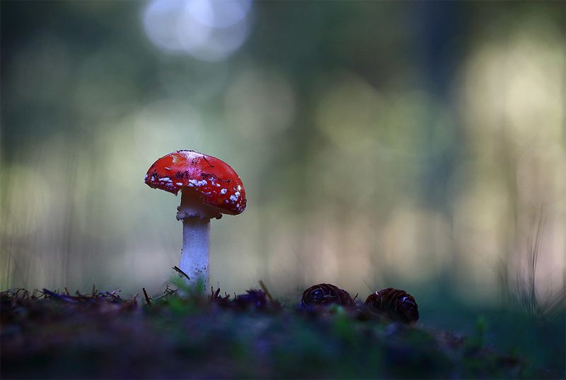 Лес,гриб,осень,мухомор,шишки. \