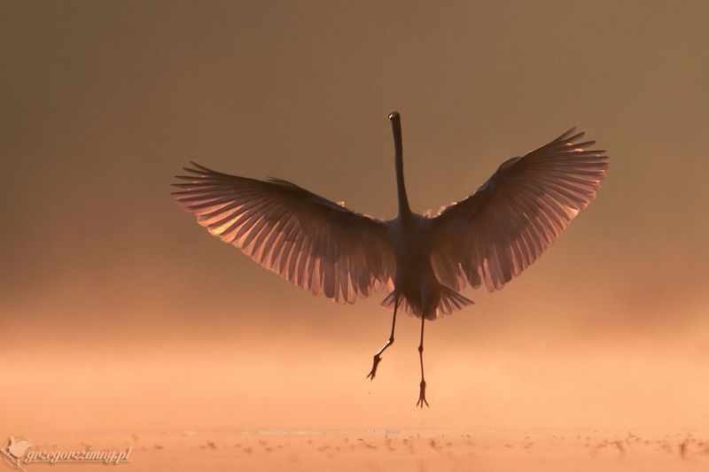 great egret, mist, sunrise, pond, nature, wildlife, morning Phoenixphoto preview