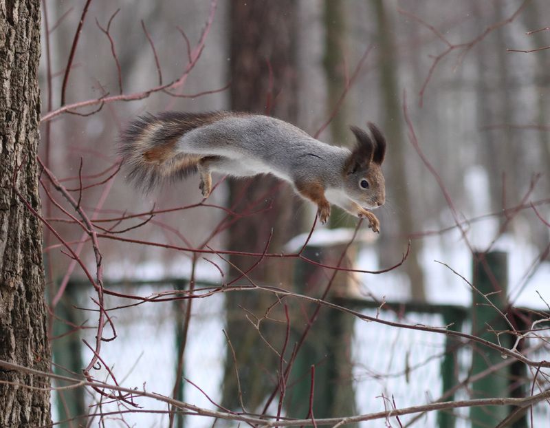 Белка в прыжкеphoto preview