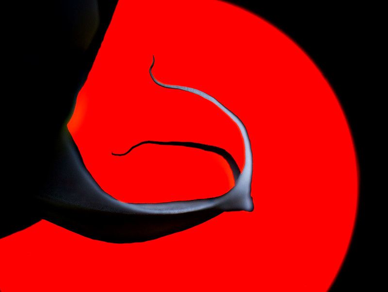 орхидея Марсианские хроникиphoto preview