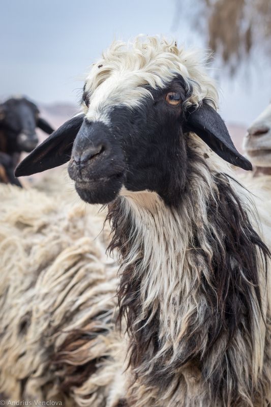 Барашек Шон без гримаphoto preview