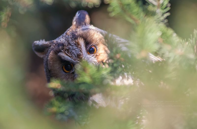 owl, wildlife, wildlife photography, анималистика, сова, фотоохота, birds, nature, птицы Свысокаphoto preview
