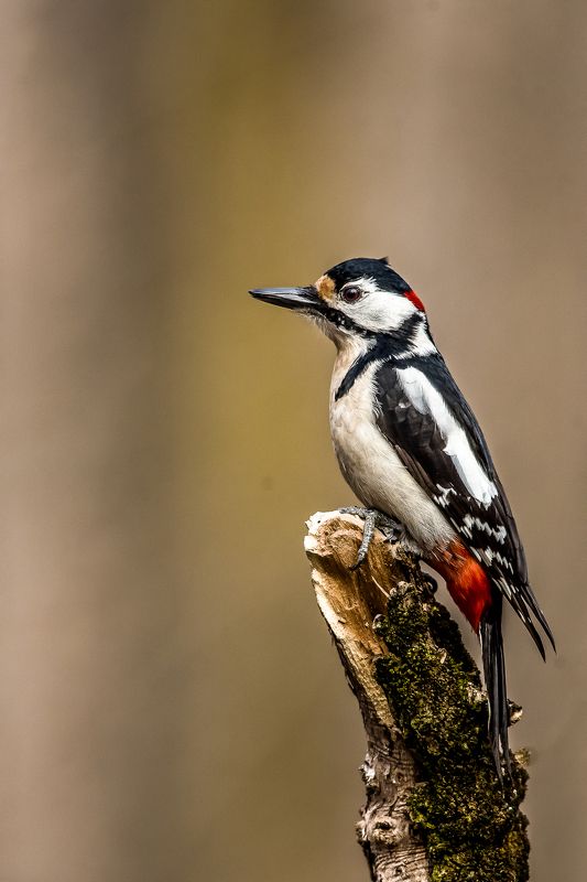 bird,nature,wildlife,woodpecker,portrait,tree,landscape,action,object,beuty Голям пъстър кълвач Great Spotted Woodpeckerphoto preview