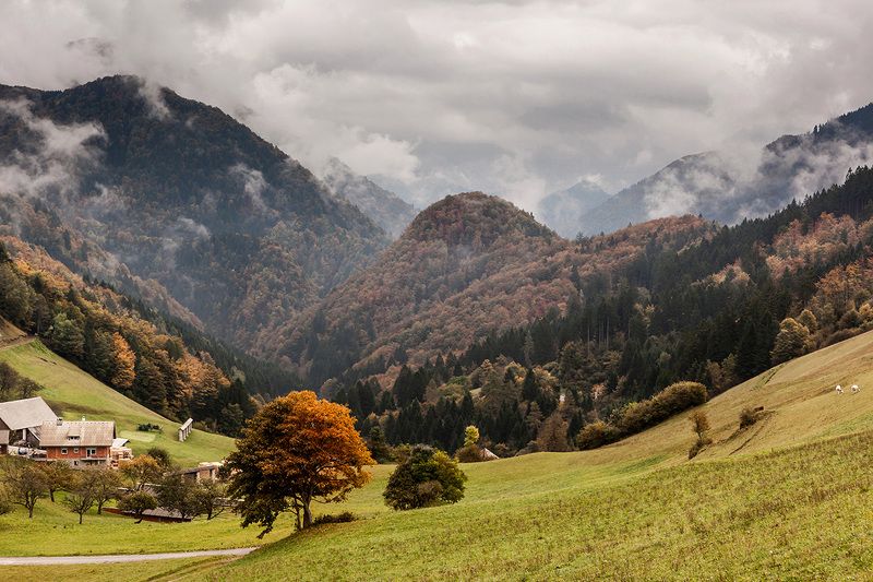 Сорикаphoto preview