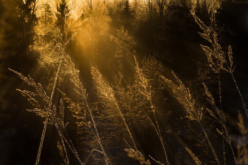 Золотой инейphoto preview