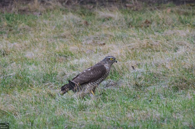 Eurasian sparrowhawk, Ястреб-перепелятник, Accipiter nisus, птицы, природа, хищные птицы, ястребы, bird, birds, Nature Eurasian sparrowhawkphoto preview