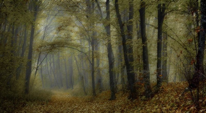 autumn, leaves November morningphoto preview