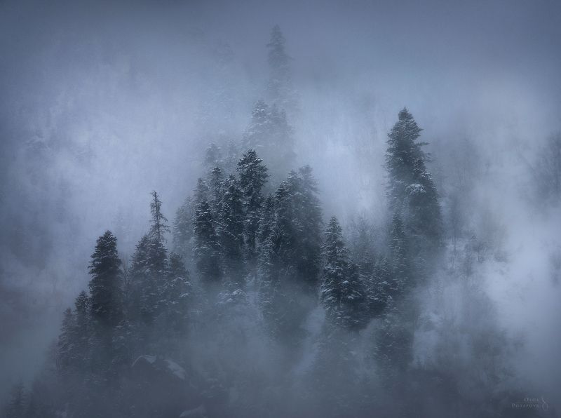 туман, кчр, домбай, горы, мистика, зима, кавказ, пихты Видения зимыphoto preview