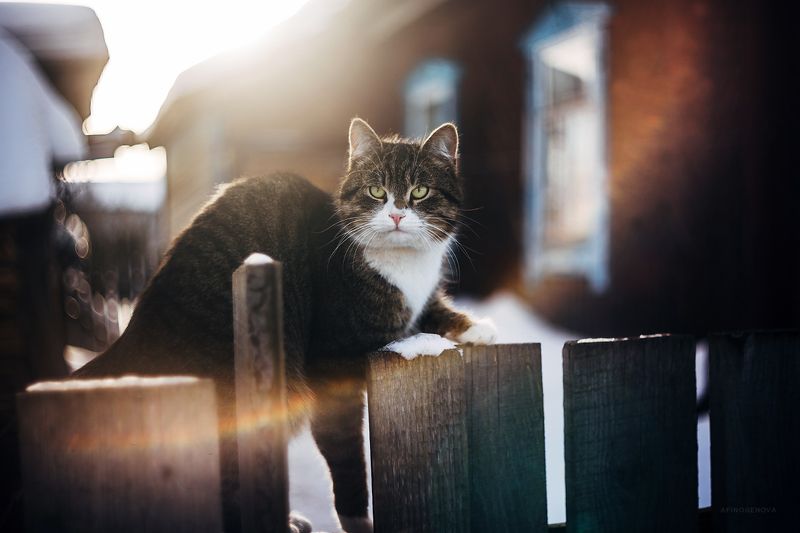 зима, кот, гелиос Котейкаphoto preview