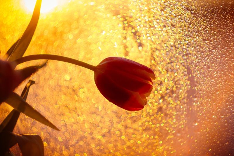 макро, тюльпан, весна, утро, солнце Солнечный тюльпанphoto preview