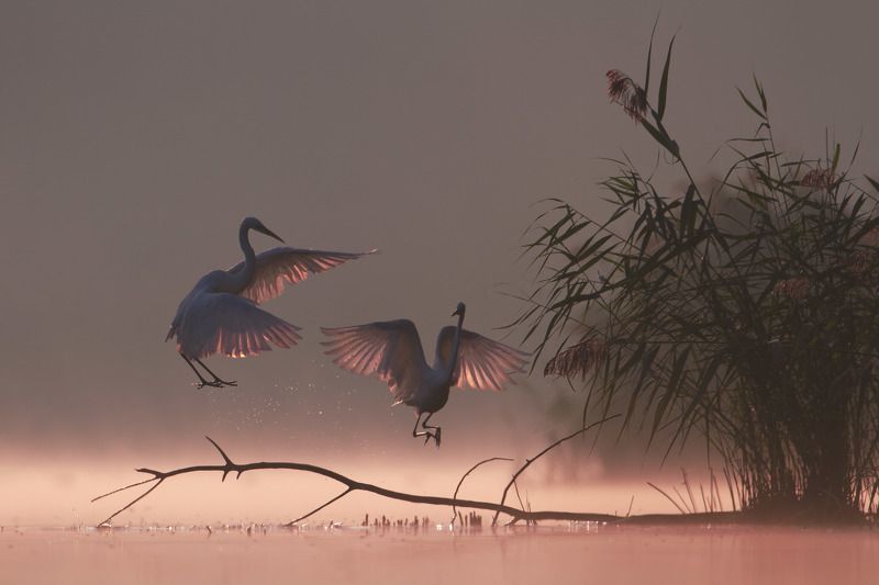 great egret, mist, sunrise, pond, nature, wildlife, morning Sunrisephoto preview