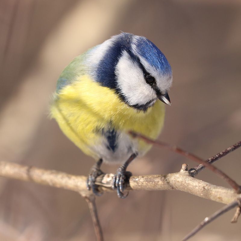 Красивая птичкаphoto preview