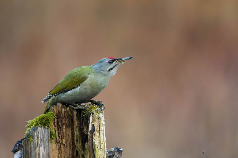Zielonosiwy raz jeszcze :) photo preview