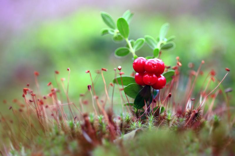 лес,ягоды,мох, Ягода Брусника.photo preview