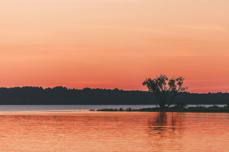 вечер, закат, лето, озеро, отражение, дерево На закате дняphoto preview