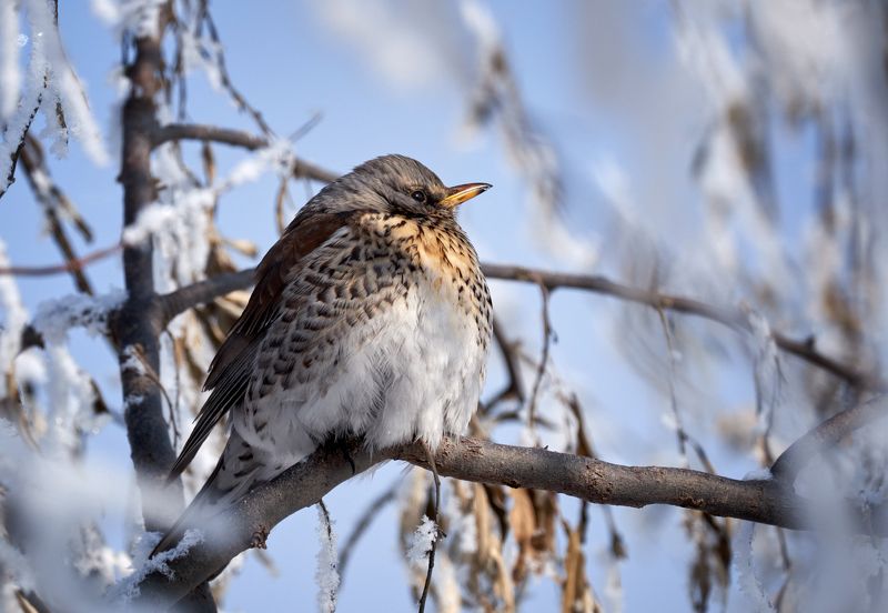 Весна...photo preview