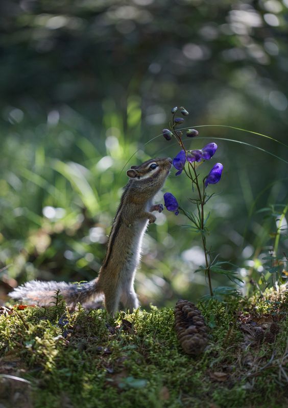 якутия, нерюнгри, бурундук, аконит Ценитель прекрасного фото превью