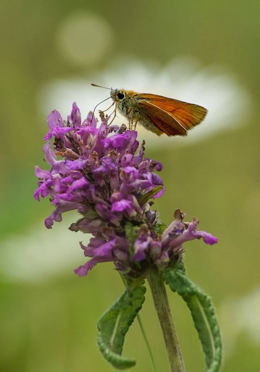 Бабочка Толстоголовка, Чепленко Алексей