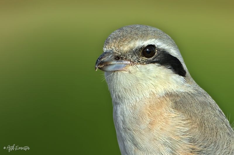 Great grey shrikephoto preview