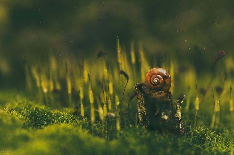 макро, природа, мох, ракушка, улитка, растения, macro, nature, moss, shell, snail, plants, крохотный лесphoto preview