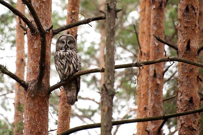 Бородатая неясытьphoto preview