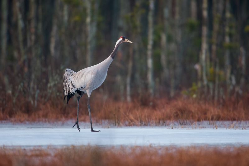 Walk on the icephoto preview