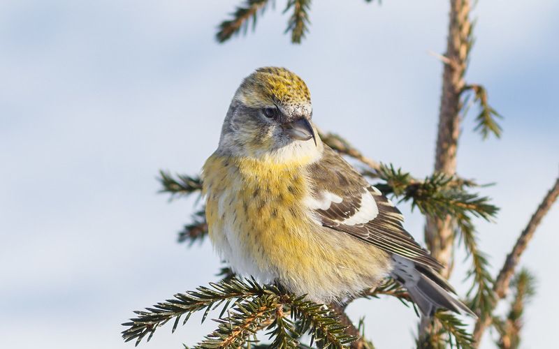 птицы,север,печора,коми,анималистика,клёст,клесты,природа,фауна, Белокрылая клестихаphoto preview