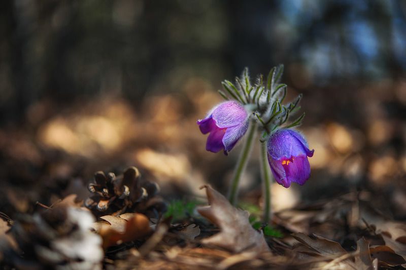 Весне дорогуphoto preview