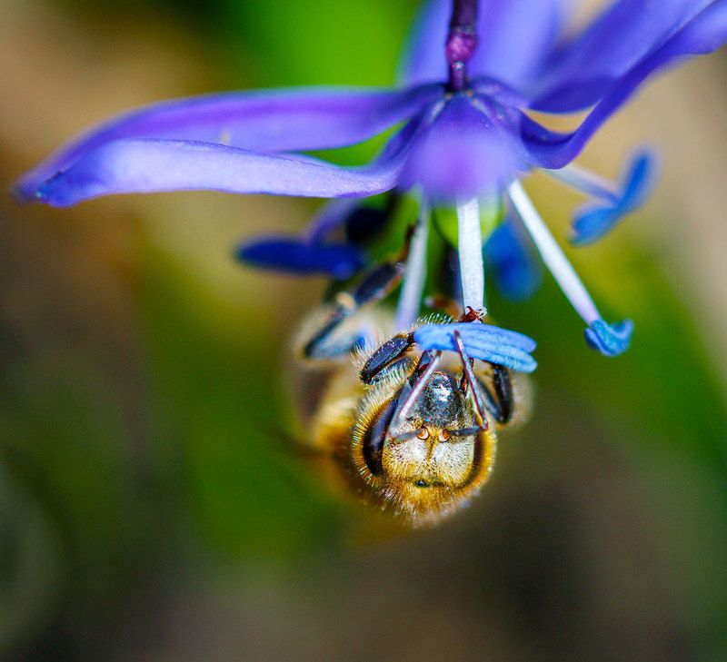 Обед вниз головойphoto preview