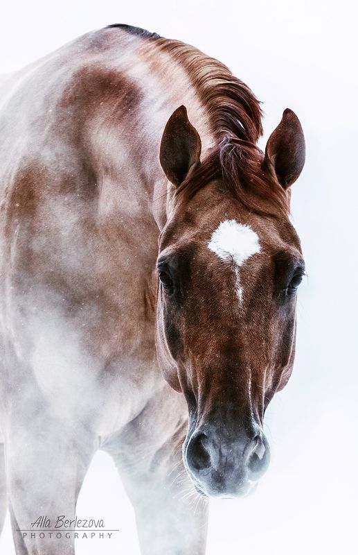 лошадь, портрет, horse, portrait Искандерphoto preview