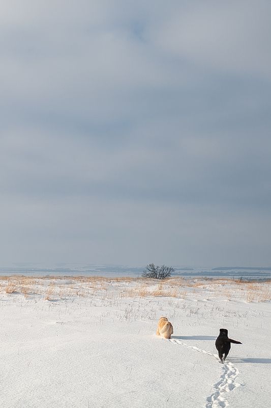 Собачий романSphoto preview