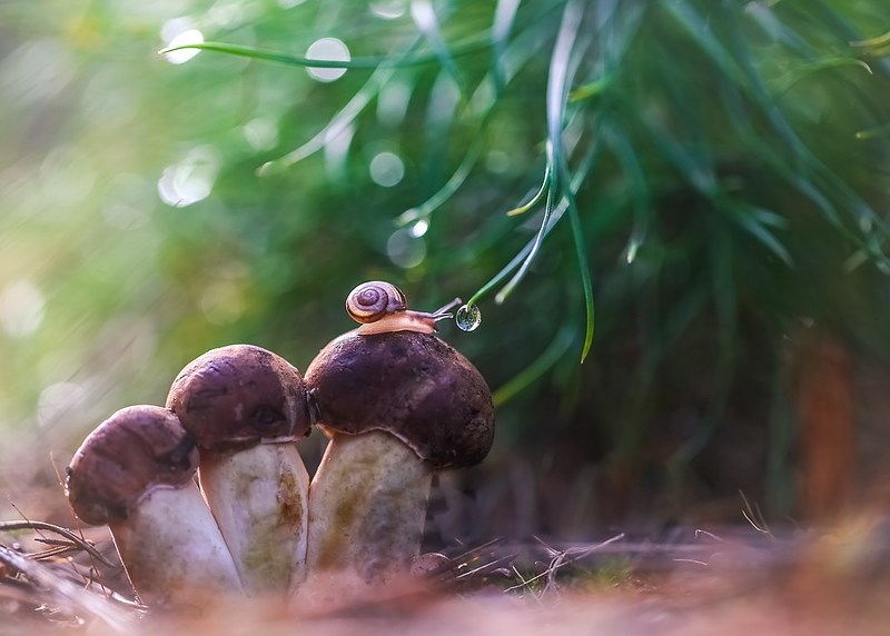 Волшебное утроphoto preview