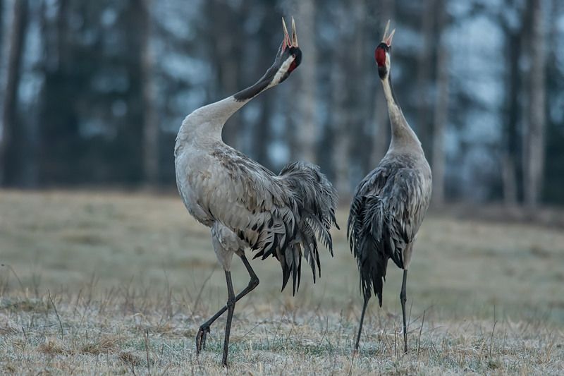 Wiosenny klangor.photo preview