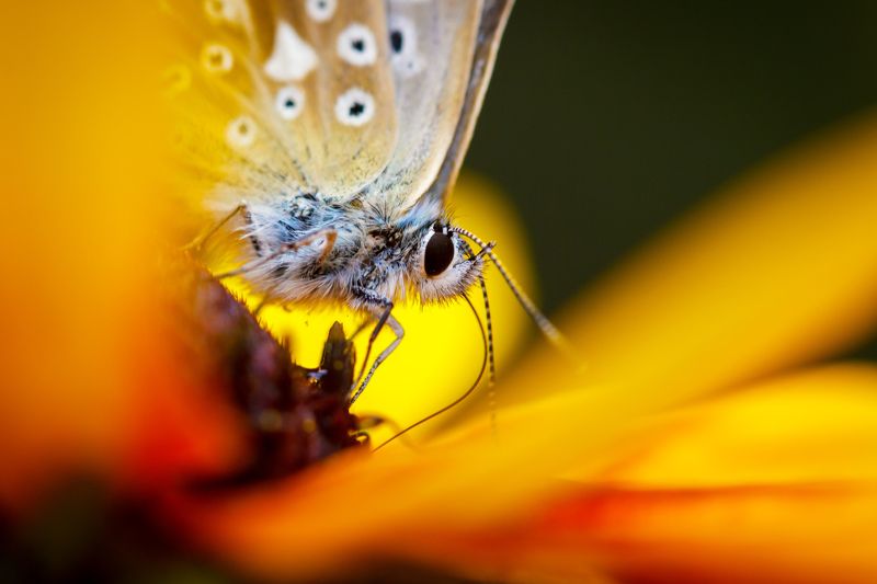 Макропортфолиоphoto preview