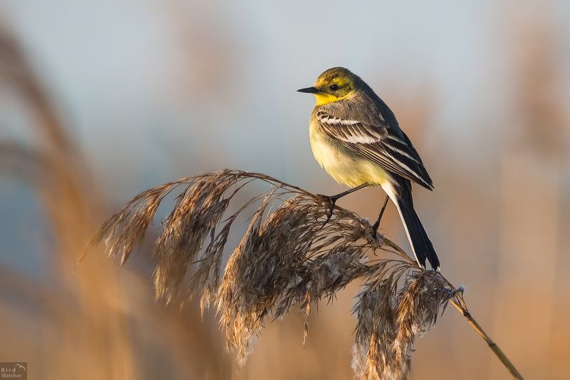 bird, Citrine wagtail, Motacilla citreola, Желтоголовая трясогузка, birds, Nature Citrine wagtailphoto preview