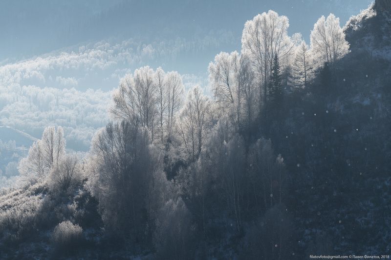 алтай, сибирь, тигирек, алтайский край, иней, березы, зима Точно в сахареphoto preview