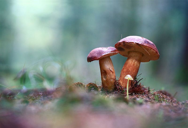 Грибы,осень,лес,хвоя,шишки. Третий лишний.photo preview