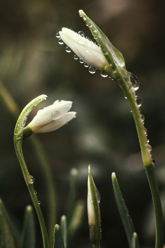 подснежник первоцветы весна Первоцветыphoto preview