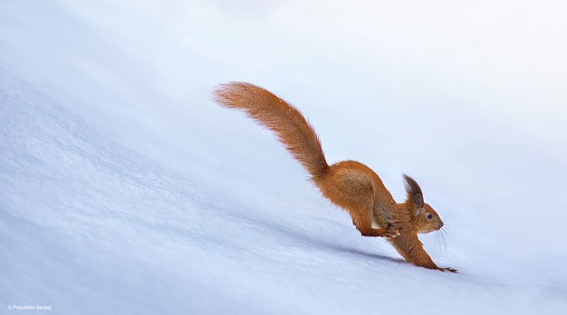 белка Прыжки в длинуphoto preview