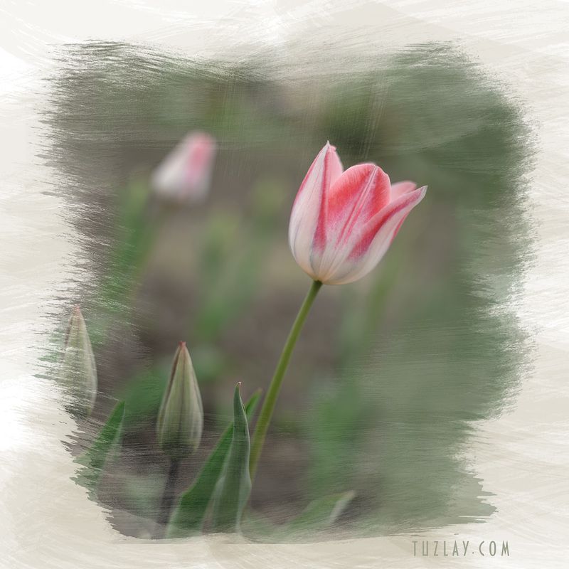 тюльпаны, апрель, холст Еще вот такой вот квадратик с тюльпаном в стиле «...»photo preview