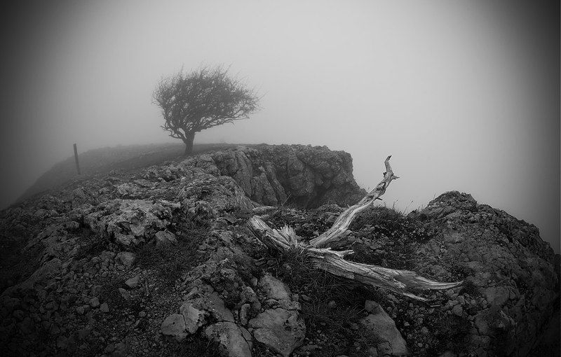 пейзаж, дерево, туман, обрыв \