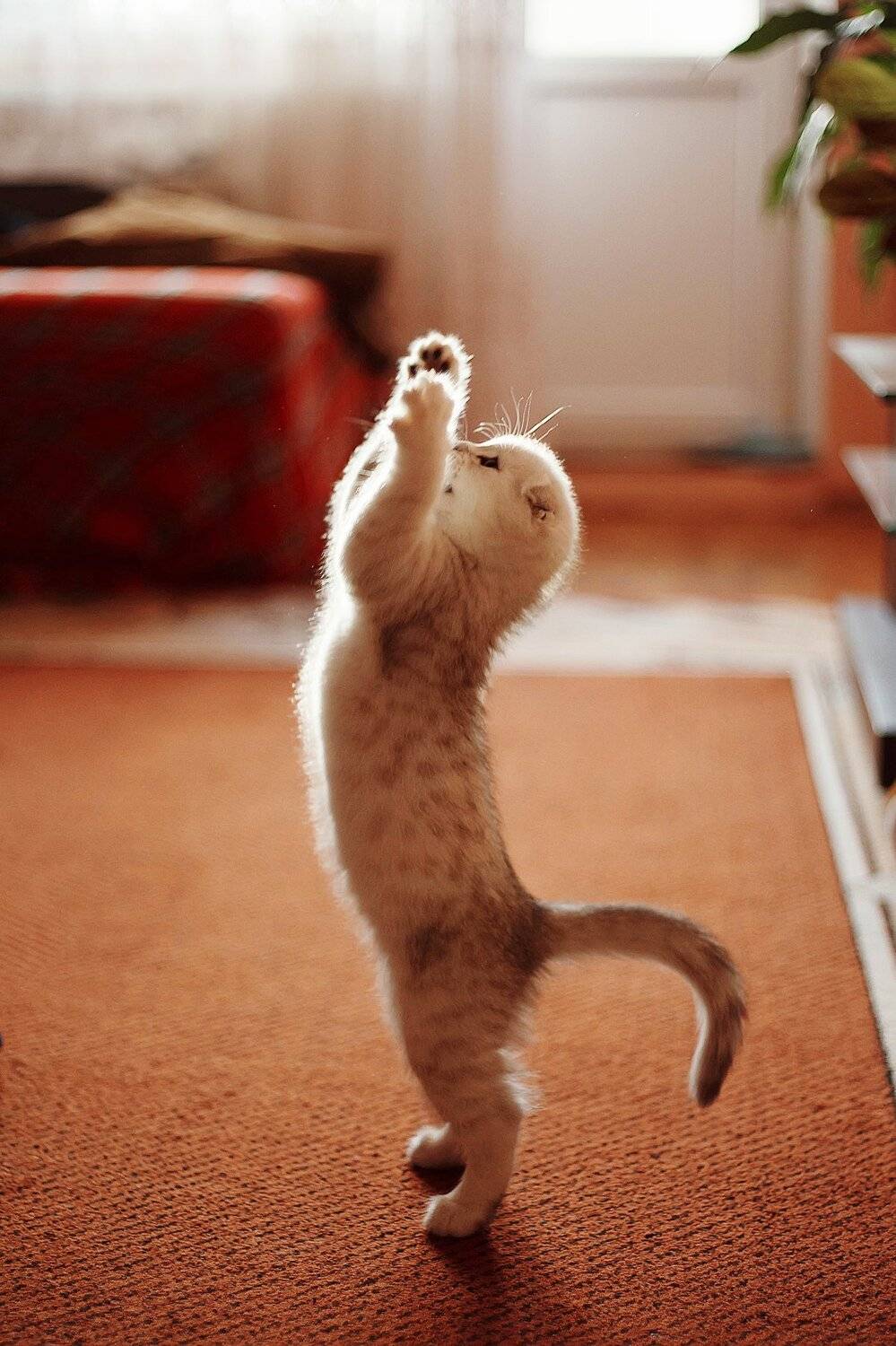 , Анастасия Колесникова