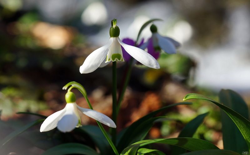 весна март подснежники Март.photo preview