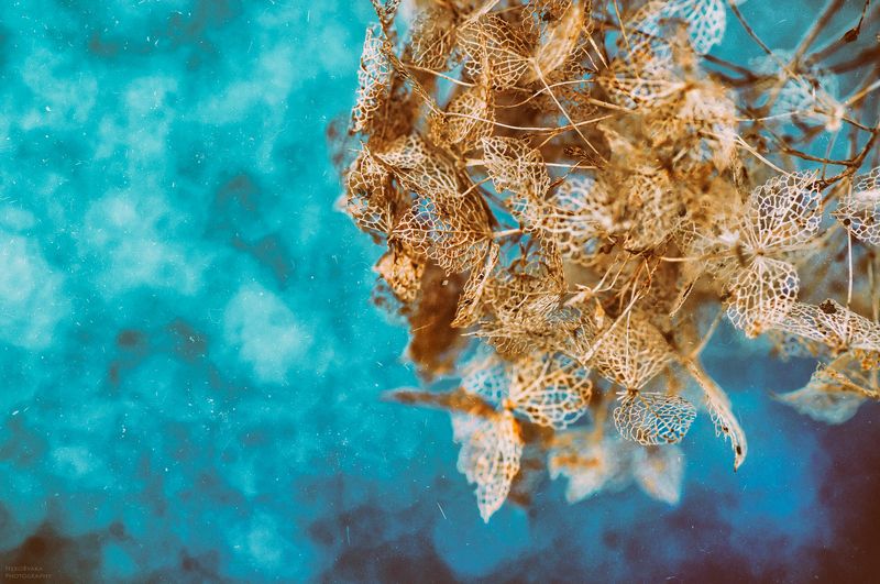 макро, природа, растения, цветы, сухоцветы, гортензия, macro, nature, plants, flowers, dried flowers, hydrangea такая разная гортензияphoto preview