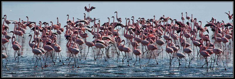 мир МИР ПЕРНАТЫХphoto preview