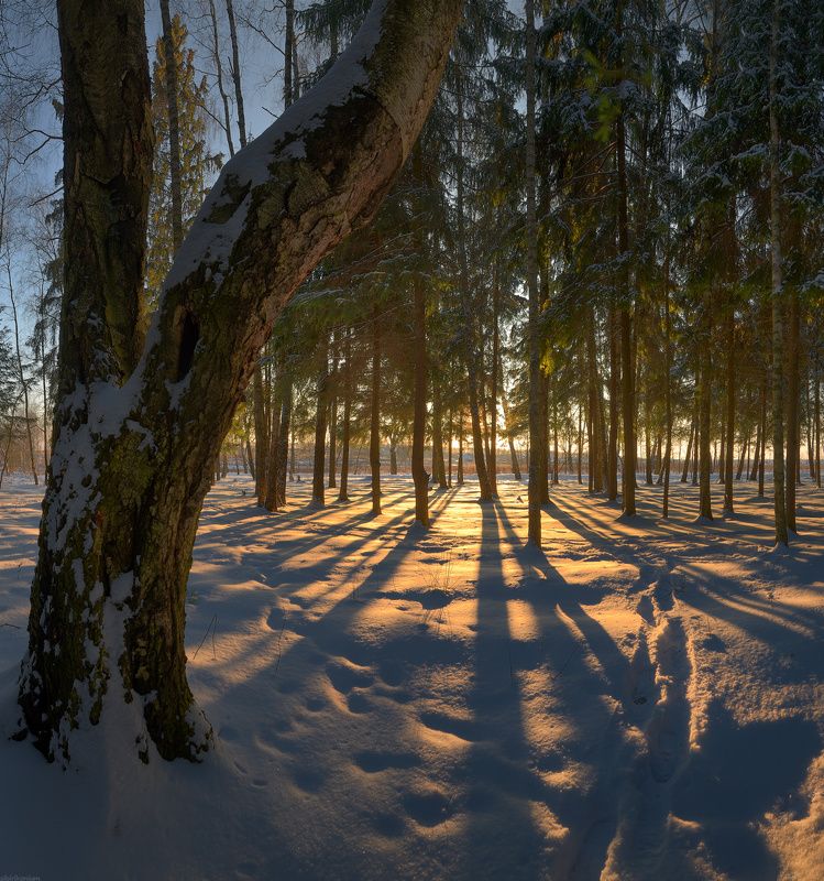 #снег #пейзаж #лес #подмосковье #дерево #закат #вечер #свет #чехов / Вечер в Подмосковье /photo preview